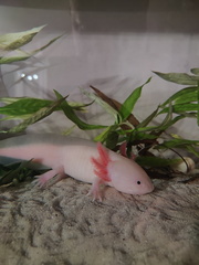 Haribo le Petit axolotl 